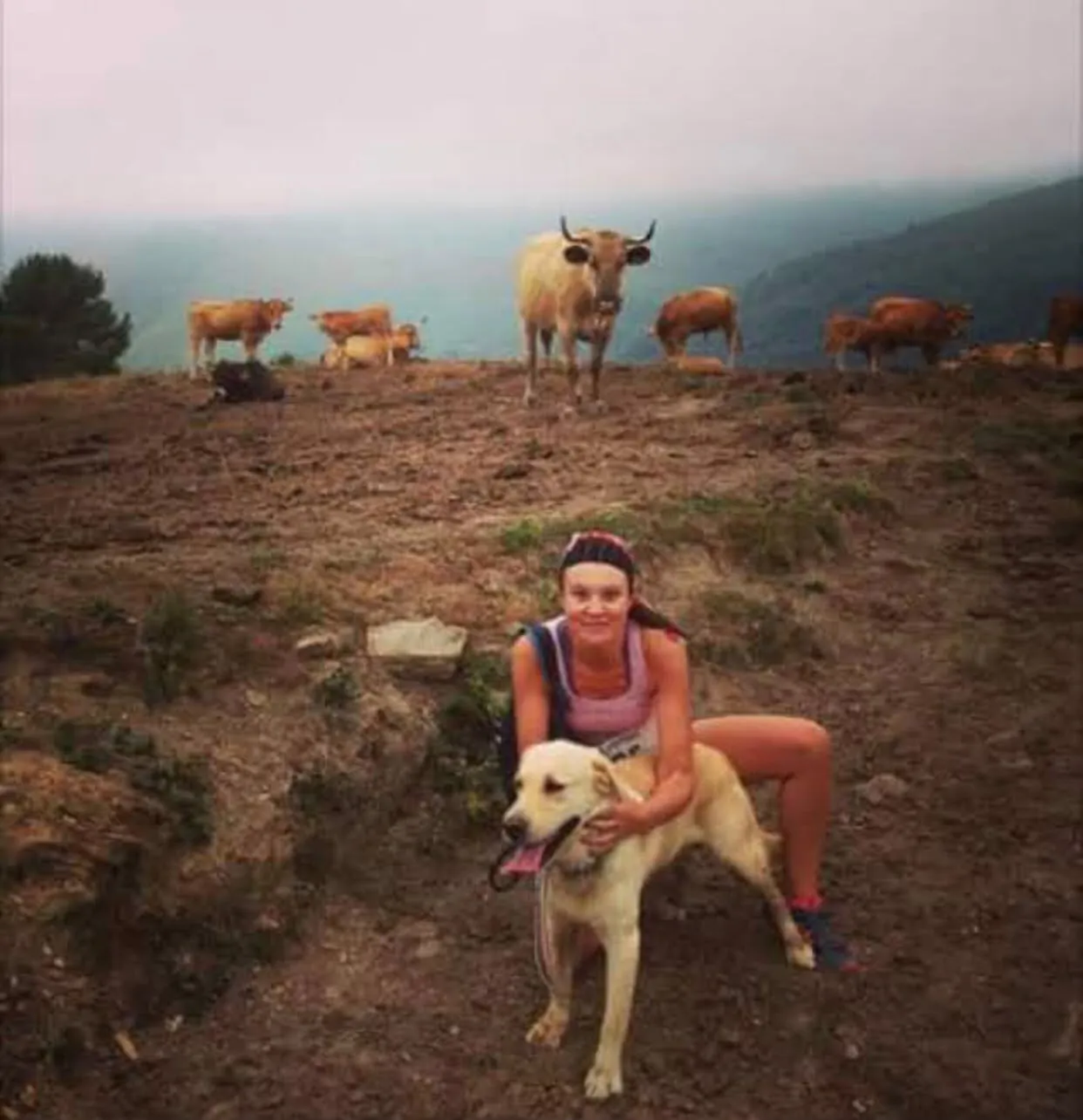 Vacas y un perro en un alto de A Fonsagrada, entre la niebla